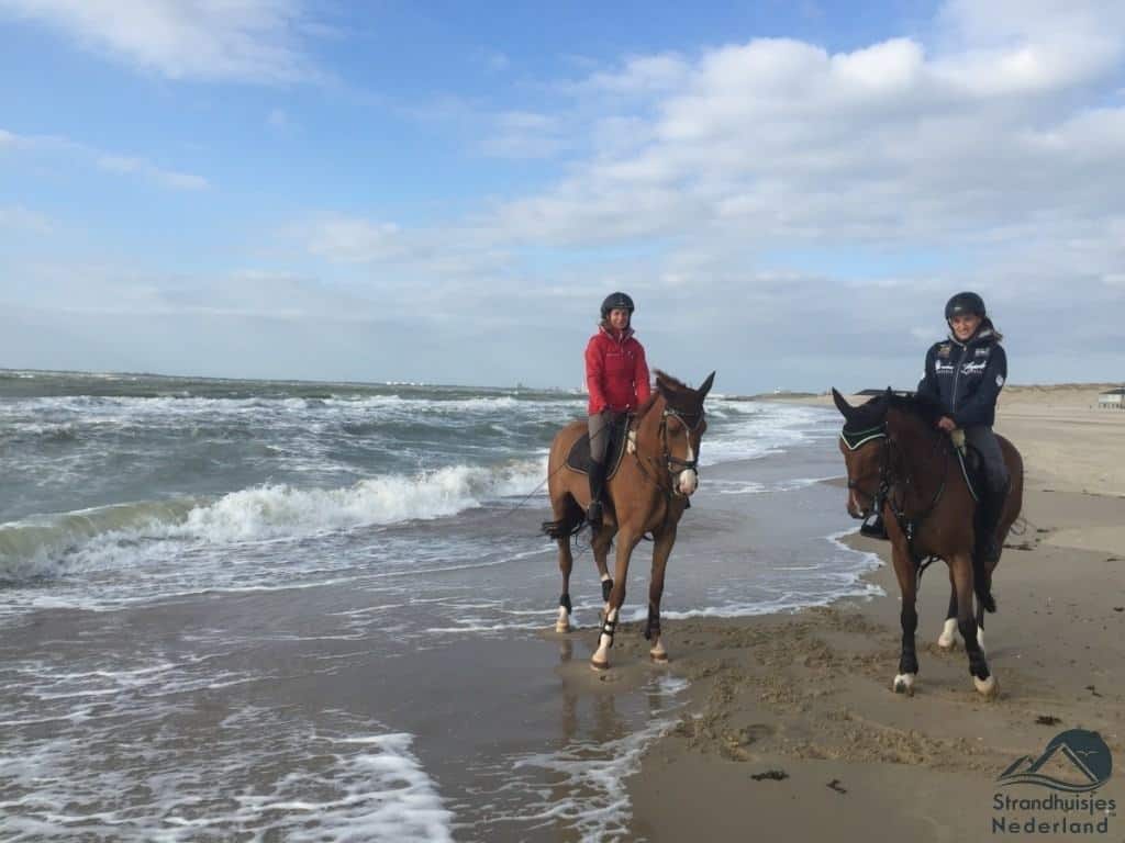 Paarden strand Nieuwvliet