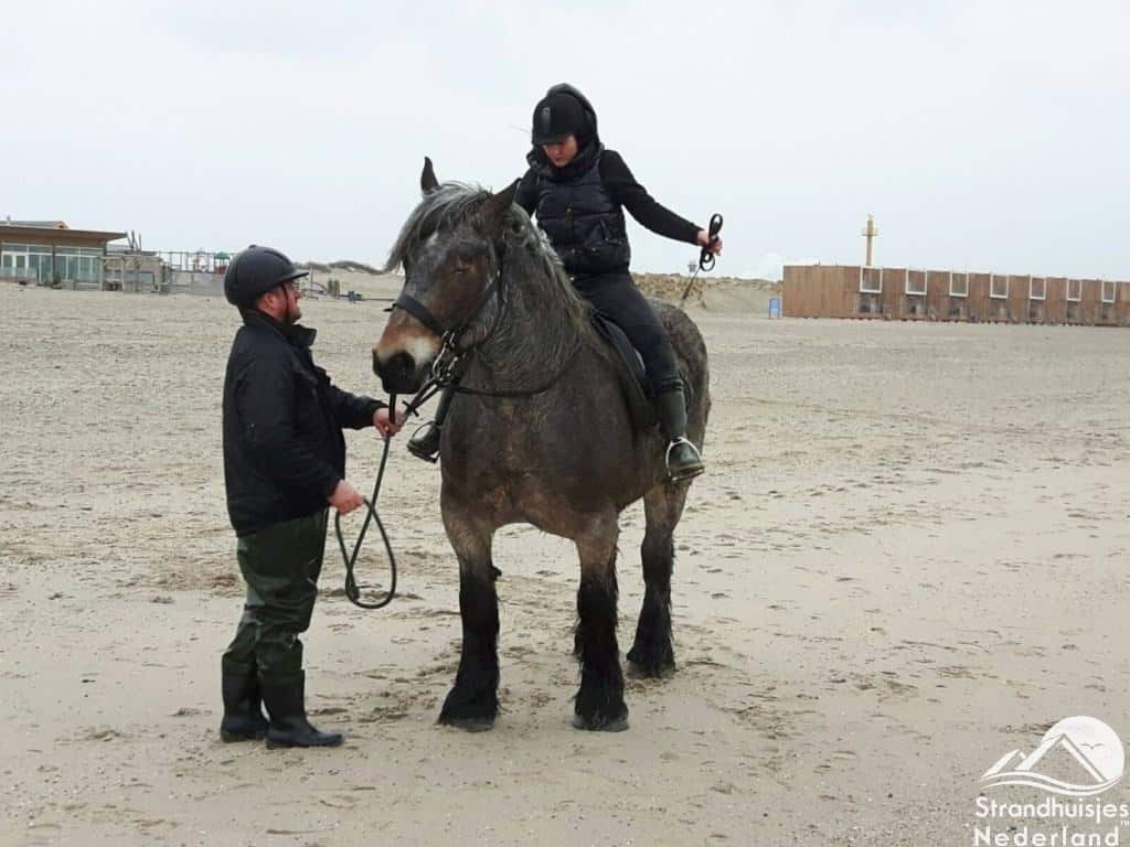 Ook paarden voelen zich thuis op het strand van Hoek van Holland