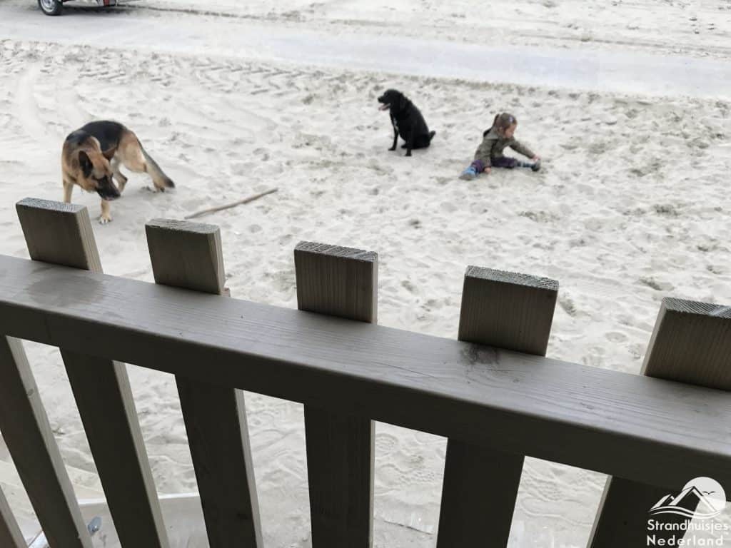 Honden strand Wijk aan Zee
